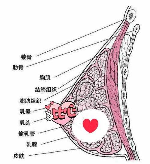 从科学到实践:女性胸部形态优化的多学科研究路径