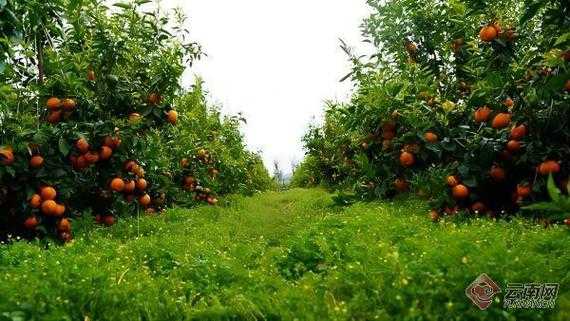 从选题到发表:果园杂草论文怎么写才能让编辑眼前一亮?