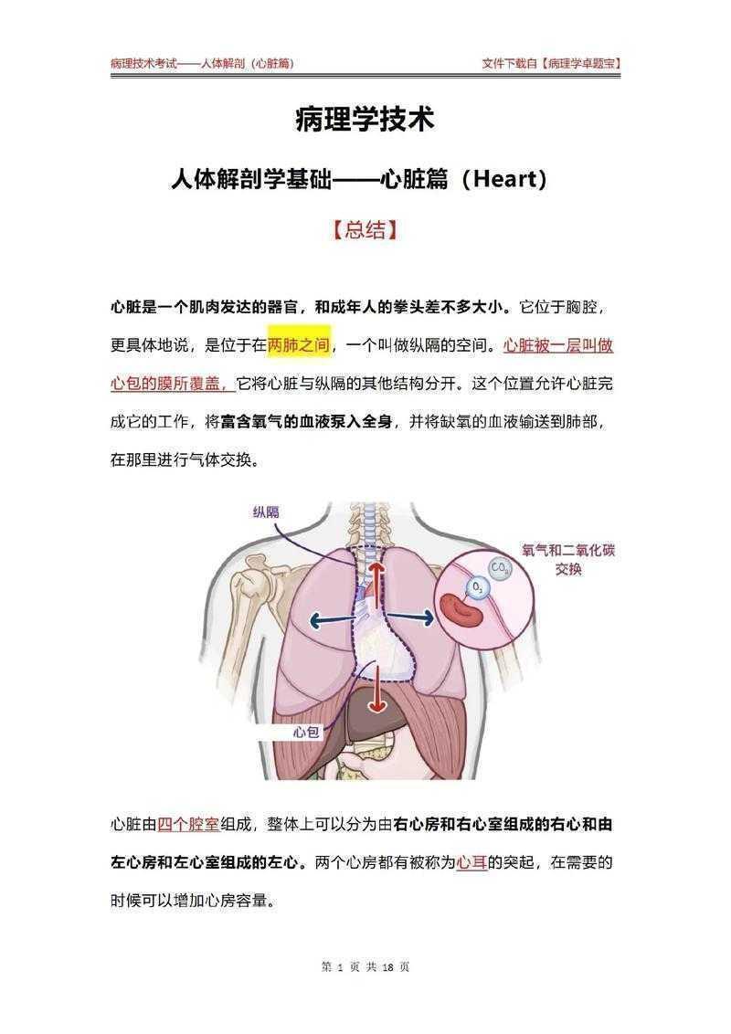 从零到一:心脏结构解剖论文怎么写才能让审稿人眼前一亮?