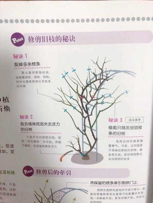 从零开始构建植物修剪研究论文：方法论与实战指南