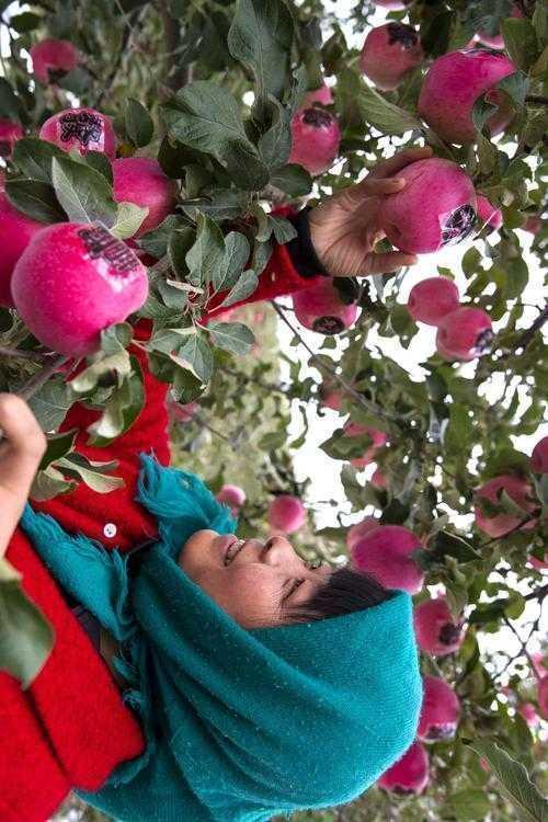 三步拆解静宁苹果论文：从产业痛点到SCI发表路径