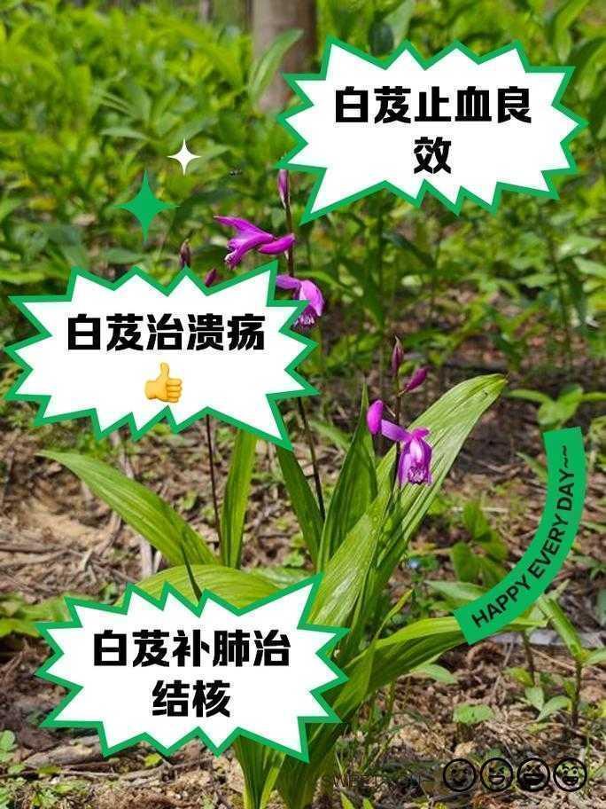 破解学术迷局:实战指南教你如何鉴别白芨论文