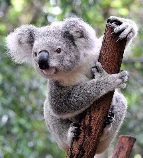 当学术版鸵鸟有多危险？5步拆解讳病忌医型论文自救指南