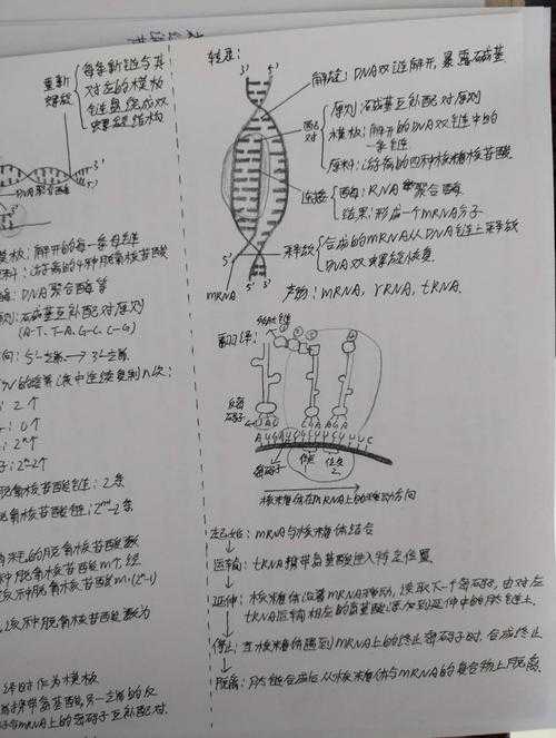 拆解论文“基因图谱”：如何浅析论文提纲的科学与艺术