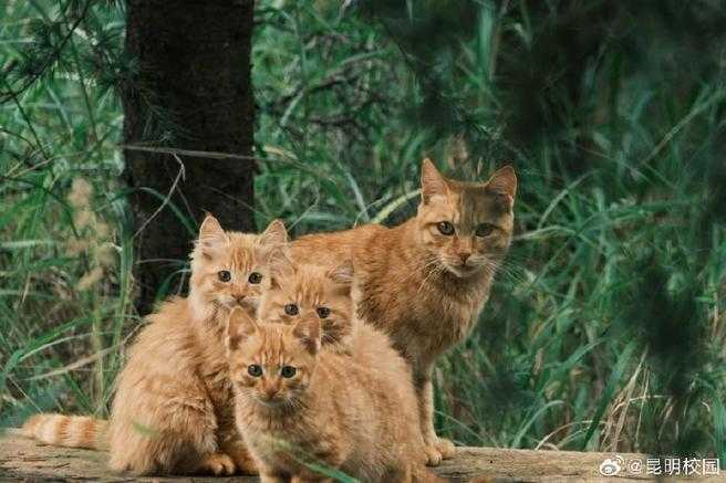 论文软件叫什么猫：当学术工具遇上萌系命名背后的传播密码