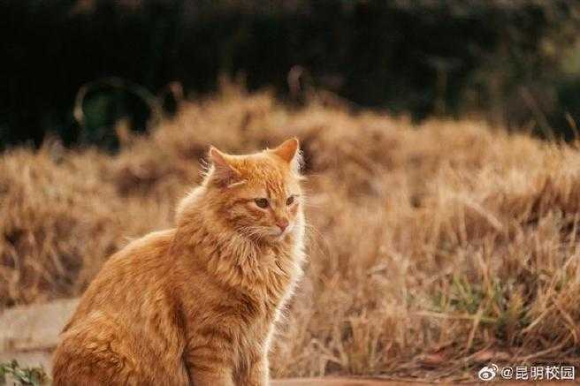 论文软件叫什么猫：当学术工具遇上萌系命名背后的传播密码