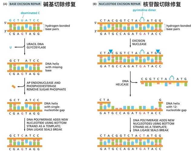 论文内容优化的五维手术刀：从段落细胞级修复到学术基因重组