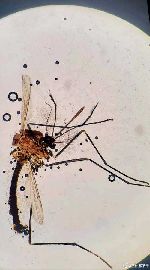 编辑的显微镜：科研老司机解密什么论文会被编辑